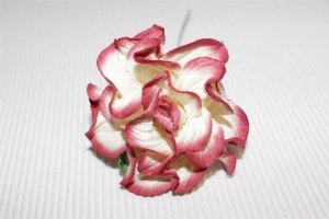 Розы бело-красного цвета, 55 мм, 1 шт